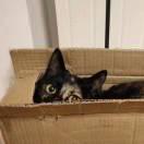 木木的编程日记的个人资料头像