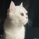 福尔摩斯春卷的个人资料头像