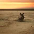 VerloreneWind的个人资料头像