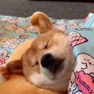 Lee银鱼的个人资料头像