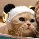 鸢夏的个人资料头像