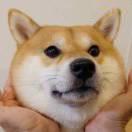 tiger本尊107927的个人资料头像