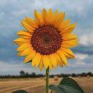 特别的人的个人资料头像