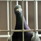 人工孔乙己的个人资料头像