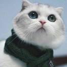 夏沐不想说话的个人资料头像