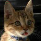 HuaRongX的个人资料头像