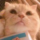 你猜本尊108842的个人资料头像