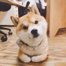 anonymous的个人资料头像