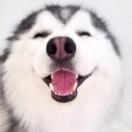 昏君同学的个人资料头像