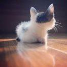 咕噜咕噜同学109334的个人资料头像