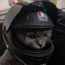 AZ的个人资料头像