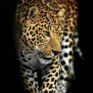 一世长安本尊的个人资料头像