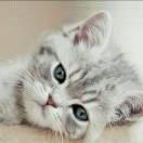 记忆的恍惚的个人资料头像