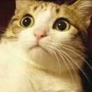 CPU同学的个人资料头像