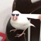 B下别bb的个人资料头像