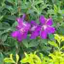 serena的个人资料头像