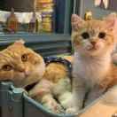 麻吉麻吉麻吉的个人资料头像