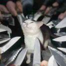 Azrael_Arc的个人资料头像