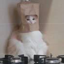 Wanted的个人资料头像