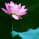 法空幻华的个人资料头像