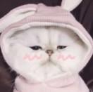 养乐多的个人资料头像