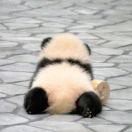 早起的攻城狮的个人资料头像